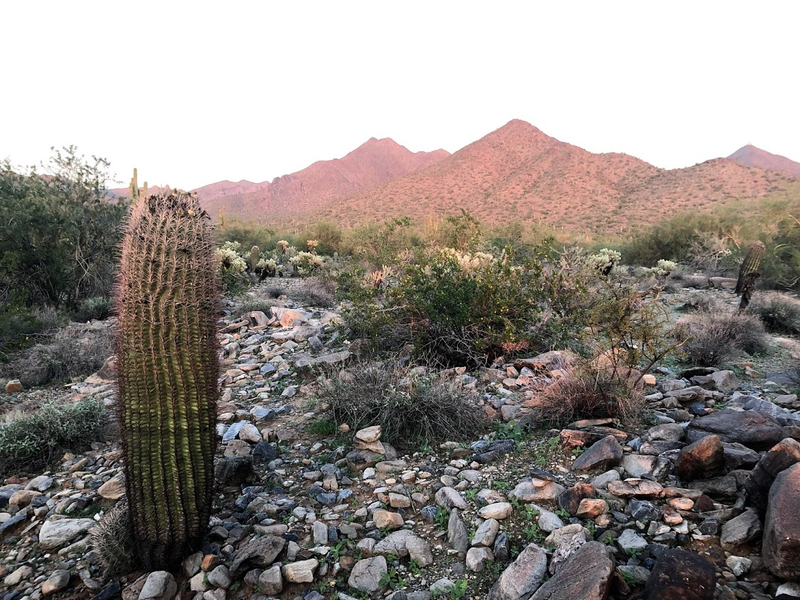 The Saguaro Cactus takes 75 years before it develops ‘arms’. I’ll take that long to develop my mental maturity.